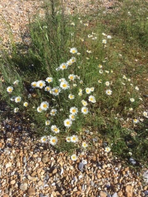 Mariner'S Cottage - On Kingsdown Beach Deal Bagian luar foto